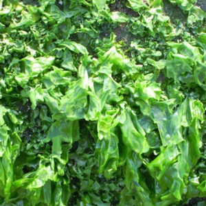 ALGAS SECAS ULVA LACTURA-BUEN INGREDIENTE PARA FERTILIZANTE Y ALIMENTACIÓN ANIMAL - Product Image 1