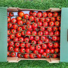 Tomates frescos orgánicos/Heathy Delicious Fresh Tomatoes - Product Image 4