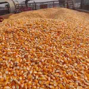 Granos de Maíz Amarillo Dorado Premium No Transgénicos de Grado Alimenticio para Producción de Alimentos para Ganado, Suministro Internacional, Conservación en Vinagre - Product Image 2