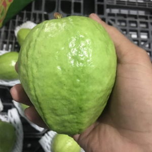 Top-Grade Tropical Guava | Fresh, <b>Sweet</b> & Nutritious | Bulk Orders | Natural, Convenient for Smoothies & Juices - Product Image 1