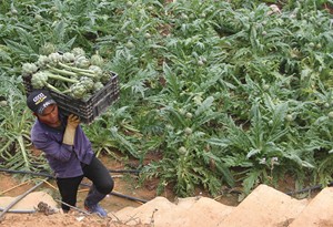 Haute qualité meilleure vente en gros tisane goût amer Sapa sachets de thé d'artichaut du Vietnam de qualité supérieure - Product Image 2