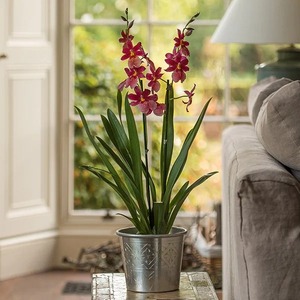 Rustic Farmhouse Style Galvanized Metal <b>Wall</b> <b>Planter</b> Bucket cm Hanging Vase for <b>Garden</b> Flower Pot Decor for Home Use - Product Image 3