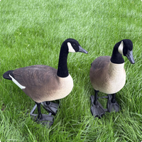 Décoys de chasse réalistes en gros pour l'extérieur : Canard d'eau et Oie du Canada (corps entier)