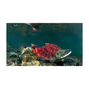 Saumon entier congelé sans os à vendre - Product Image 1