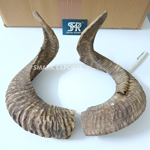 Cuernos de Carnero Naturales Curvados (Par) para Caza, Decoración del Hogar, Exhibición en Pared y Taxidermia - Product Image 6