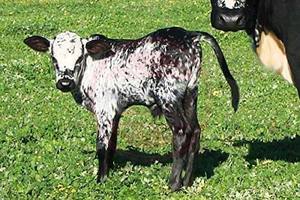 Alicates quirúrgicos de castración, instrumentos veterinarios de acero inoxidable, alicates emasculadores personalizados - Product Image 6