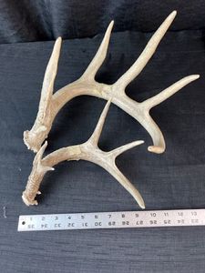 Precio al por mayor barato Red Deer Antlers para la venta - Product Image 3