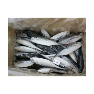 Existencias frescas de jurel congeladas directas de fábrica listas para enviar - Product Image 5