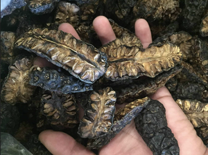 NONI SECO DE GRADO DE EXPORTACIÓN | FRUTA DE HIERBAS TRADICIONAL | LIMPIA Y SEGURA - Product Image 5