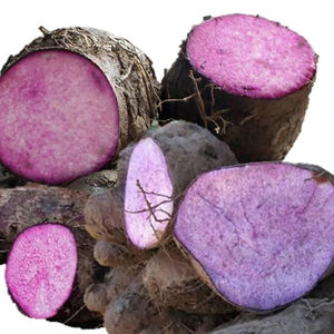 Fournisseurs d'ignames violettes congelées de qualité supérieure du Vietnam à un prix abordable exportation en vrac - Product Image 1
