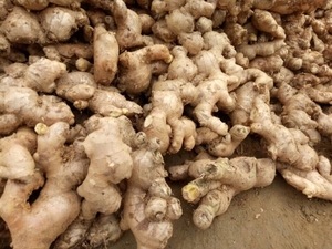 Gingembre frais préparé en grande quantité prêt à exporter/gingembre frais de fournisseurs du Vietnam avec une offre compétitive - Product Image 5