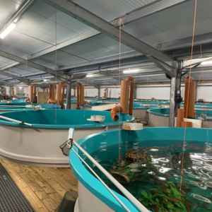 Poudre probiotique active dans l'eau pour la santé de l'aquaculture Biofloc - Product Image 6