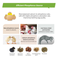 Prémélange Alimentaire pour Poules Pondeuses avec Acides Aminés de Qualité Alimentaire, Stimulateur d'Immunité pour la Prévention des Maladies et Cycle de Ponte Prolongé