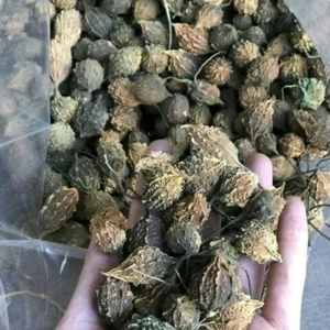 มะระแอปเปิ้ล-มะระ | มะระขมจากแสงแดดธรรมชาติธรรมชาติ - Product Image 1