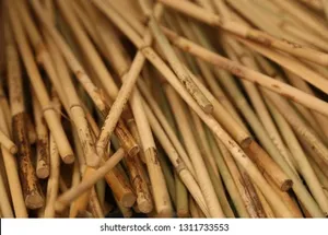 Poteau de bambou en rotin sec naturel et droit Poteau de canne en rotin poli Poteaux de canne à tissage de qualité supérieure - Product Image 4