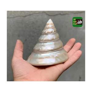 เปลือกหอยเคลือบเงาสีเทาสดใสทำจากเวียดนาม - Product Image 4