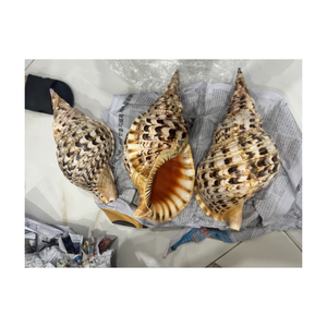 Coquillages de trompette de triton naturels de l'océan du Vietnam à vendre, coquillages vides, propres et polis - Product Image 2