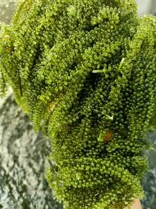 องุ่นทะเลสดอาหารสาหร่าย รสชาติอาหารสาหร่ายสดออร์แกนิกจากเวียดนาม - บรรจุภัณฑ์ตามสั่ง - Product Image 4