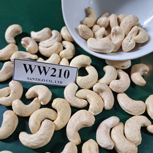 Vente en gros en vrac de noix de cajou Kaju WW210 noix sèches SANTIGO service de noix et de grains 24/7 - Product Image 1