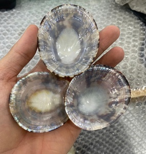 เปลือก limpet ขัดและทำความสะอาด - Product Image 6