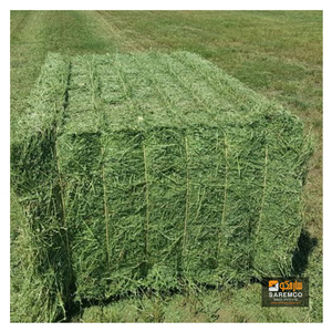 Rhodes foin d'herbe aliments pour animaux pour bovins moutons Cheval Chameau à vendre du Pakistan - Product Image 3