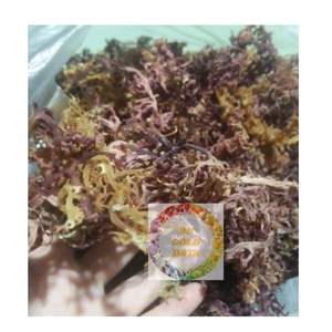 100 Percent Natural <b>Dried</b> Sea <b>Moss</b> Eucheuma Cottonii from Vietnam for Carrageenan and Food Ingredient - Product Image 1