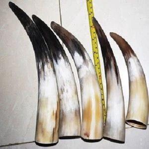 Venta caliente de la mejor calidad de cuerno para beber vikingo pulido corto blanco hecho a mano Real de F S International - Product Image 2