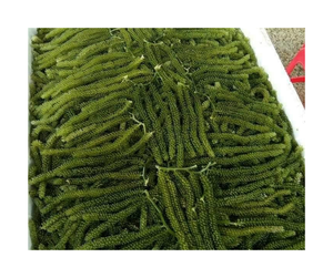Exportateur de raisin de mer Caulerpa Lentillifera du Vietnam - Raisin de mer frais et croustillant pour l'industrie alimentaire et les restaurants de fruits de mer - Product Image 5