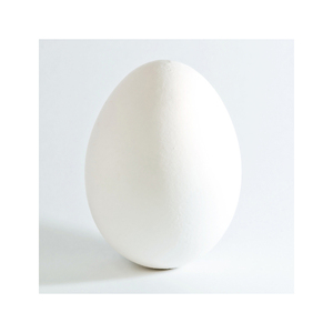 ไก่เนื้อฟักไข่รอส 308 และคอบบ์ 500 และไข่โต๊ะไก่สด - Product Image 5