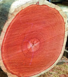 Padauk Grumes Padauk Bois Padauk Grumes à vendre - Product Image 4