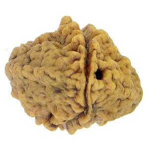 Perles en bois de Rudraksha d'Inde 2 Mukhi, 100 % originales et certifiées, à deux faces - Product Image 2