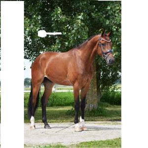 Bride anatomique Stanford en cuir de cheval Bride anatomique en cuir de cheval - Product Image 5