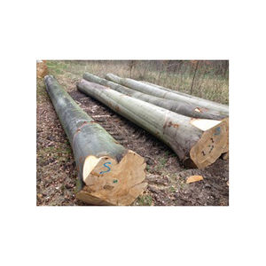 Troncos de haya de calidad A/B/C con diámetro medio de 35 cm o más para la producción de madera y las industrias de la carpintería. Pedido al por mayor. - Product Image 2