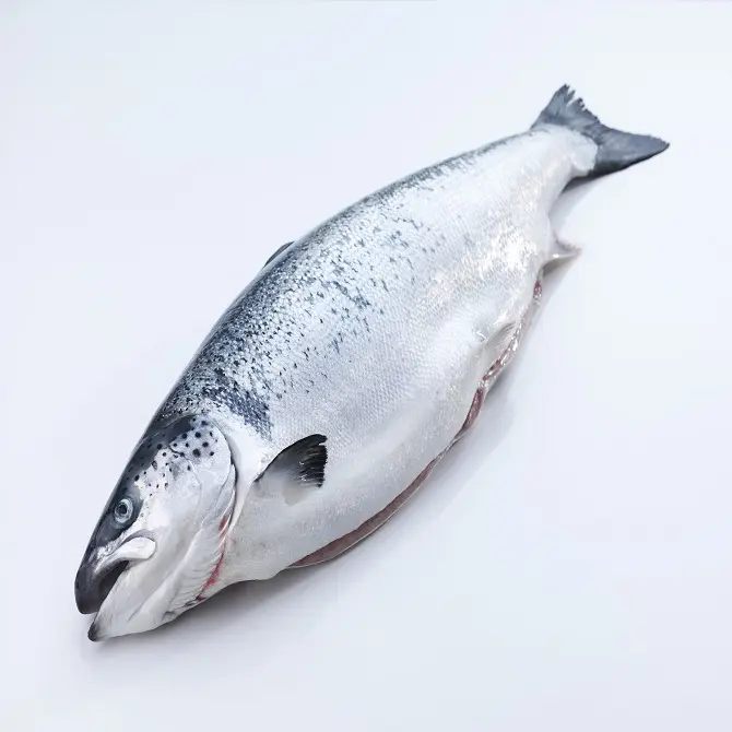 Salmon seluruh segar 5kg-Kualitas Sempurna-ikan | Pre-rigor Salmon seluruh sinar diproses kurang dari 2 jam setelah terjebak.