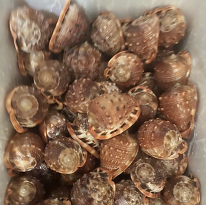 Material de Concha de Casco Rojo (Cypraecassis rufa) Original de Vietnam para Obras de Arte, Instalaciones Decorativas y Creaciones Artesanales - Product Image 1