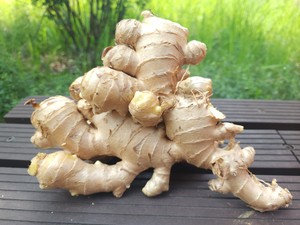 ขิงสดออร์แกนิค150กรัมขึ้นไปรากขิงหอม - Product Image 6