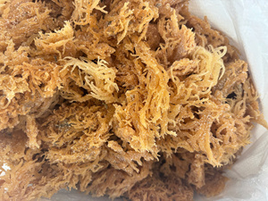 สาหร่ายบริสุทธิ์มอสทะเลตากแห้งเกรดสูงสำหรับเครื่องดื่มเจลลี่ผสมอาหารและโรงงานทำอาหาร - Product Image 3