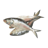 Fournisseur en gros de poisson Hilsa frais de première qualité, exportation de produits de la mer de qualité supérieure