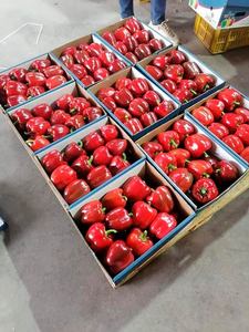 Poivron rouge frais de première qualité, récolté à la ferme, saveur douce, qualité riche, pour la cuisine quotidienne et les repas sains, cultivé naturellement. - Product Image 2