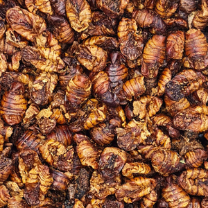 PUPAE DE GUSANO DE SEDA TOSTADO PARA LA INDUSTRIA DE ALIMENTOS SNACK | CALIDAD DE EXPORTACIÓN - Product Image 2