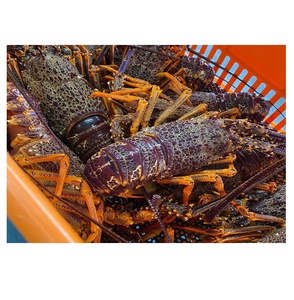 Langostas Congeladas de Nueva Zelanda de Alta Calidad, Producto de Mariscos Frescos Enteros para Exportación Internacional y Suministro a Granel - Product Image 1