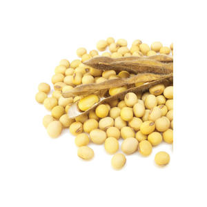 Vente en gros d'exportateurs de soja/soja OGM et non OGM - Product Image 6