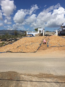 Feuilles d'essence sereine d'algues du Vietnam Cottonii séchées au soleil océan utilisation culinaire fraîche approvisionnement en vrac exportation directe qualité commerce mondial - Product Image 4