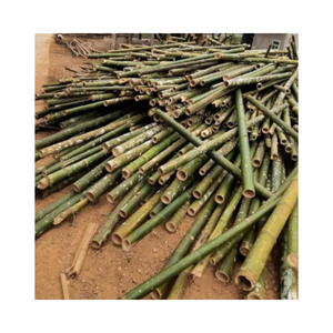 Estaca agrícola de bambú recta súper fuerte con datos de oro 99 Vietnam Hanoi Origen 0,3-6m Longitud 6-100mm Diámetro 4 construcción - Product Image 6