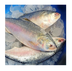 Pescado Hilsa Congelado - Proveedor Mayorista de Pescado Hilsa al por Mayor - Product Image 5