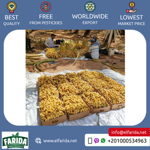 Tốt nhất mua số lượng lớn số lượng cung cấp chất lượng tốt Ai Cập ngọt ngào và ngon hương vị tươ<span class=keywords><strong>i</strong></span> barhi ngày/berhi ngày ở mức giá thấp - Product Image 6