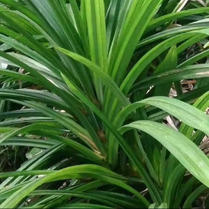 Le fabricant de poudre de feuilles de pandan fournit une poudre de feuilles de pandan de haute qualité en vrac poudre de feuilles de pandan d'Asie du Sud-Est - Product Image 1