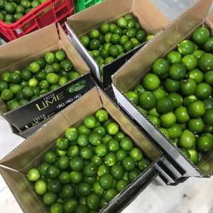 LIME CONGELÉE PRODUIT NATUREL VIETNAMIEN POUR COCKTAILS ET USINE DE JUS - Product Image 3