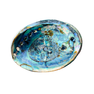 Vente en gros de coquilles d'ormeau du Vietnam pour la décoration d'intérieur en résine et les créations artistiques faites à la main - Product Image 6