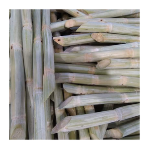 Canne à sucre congelée en vrac-Idéal pour les chaînes alimentaires, les fabricants de boissons et les importateurs du monde entier - Product Image 1